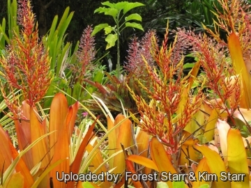 Aechmea blanchetiana