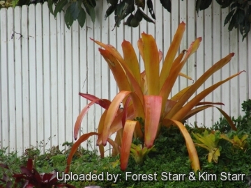 Aechmea blanchetiana