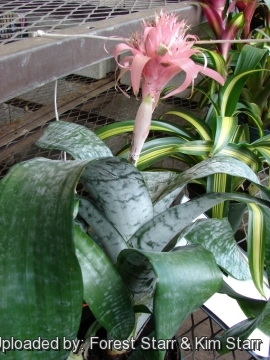 Aechmea fasciata