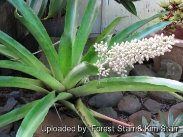 Aechmea lueddemanniana