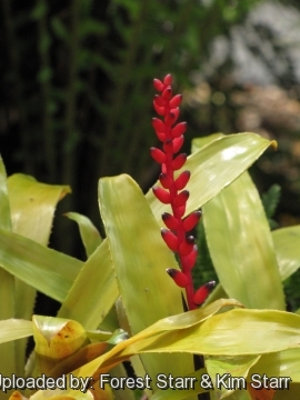 Aechmea victoriana var. discolor