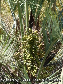 Butia capitata