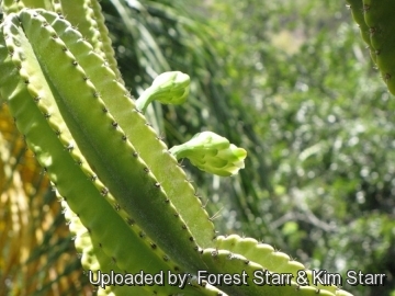 Cereus hexagonus