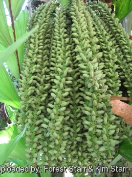 Caryota mitis