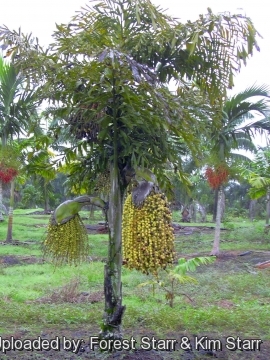 Caryota urens