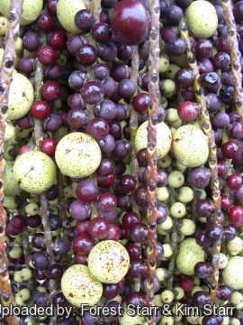 Caryota urens