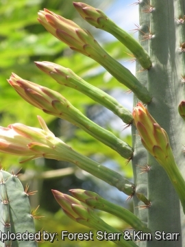 Cereus hildmannianus