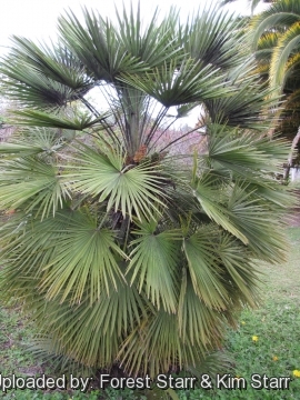 Chamaerops humilis