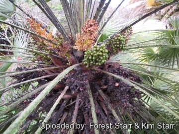 Chamaerops humilis