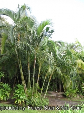 Dypsis lutescens