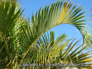 Dypsis lutescens