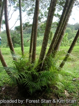 Dypsis lutescens