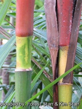 Cyrtostachys renda