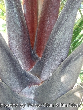 Dypsis decaryi