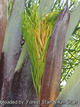 Dypsis decaryi