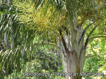 Dypsis madagascariensis