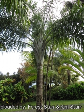 Dypsis madagascariensis