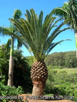 Phoenix canariensis