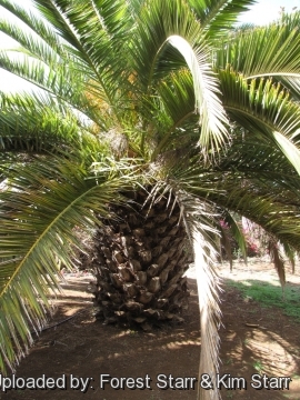 Phoenix canariensis