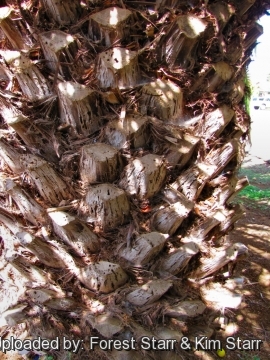 Phoenix canariensis