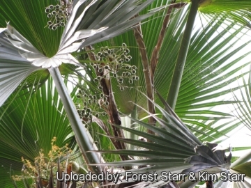 Pritchardia forbesiana