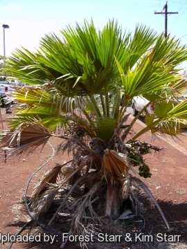 Pritchardia glabrata