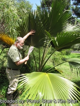 Pritchardia glabrata