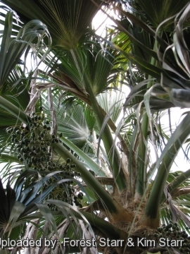 Pritchardia kaalae