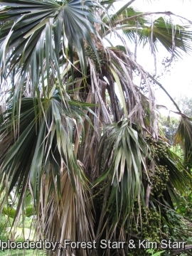 Pritchardia kaalae