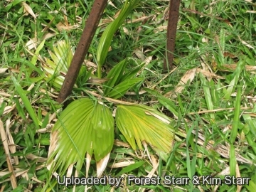 Pritchardia maideniana