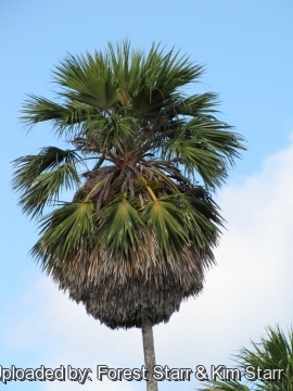 Pritchardia maideniana