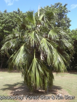 Pritchardia munroi