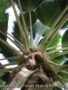 Pritchardia pacifica