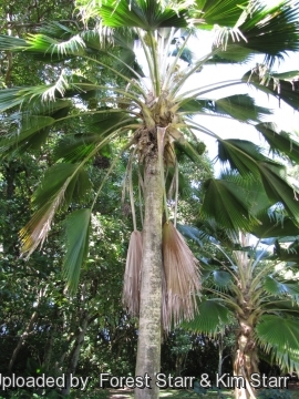 Pritchardia pacifica