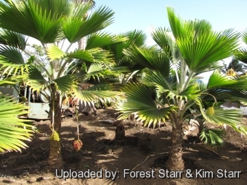 Pritchardia thurstonii