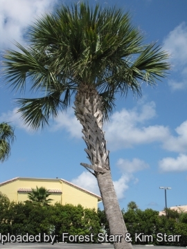 Sabal palmetto