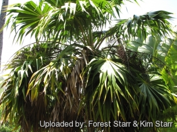 Thrinax parviflora