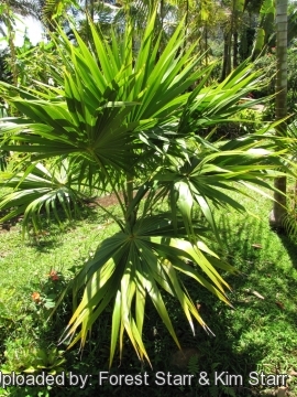 Thrinax radiata