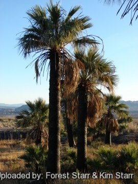 Washingtonia filifera