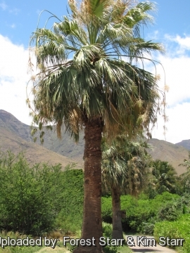 Washingtonia filifera