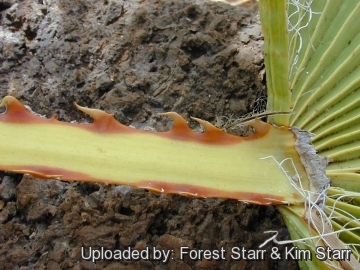 Washingtonia robusta