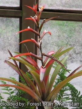 Guzmania wittmackii