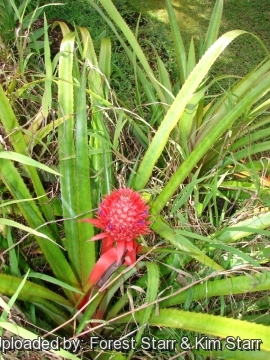 Ananas sagenaria