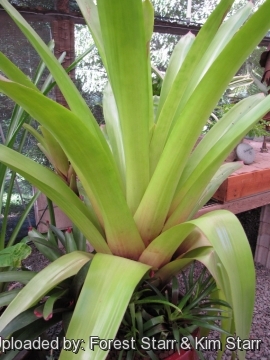 Tillandsia australis