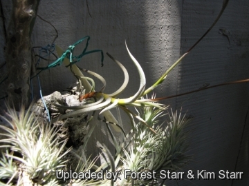 Tillandsia crocata