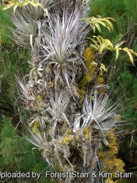 Tillandsia gardneri