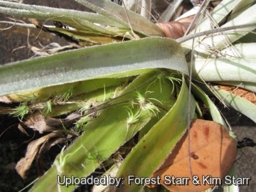 Tillandsia gardneri