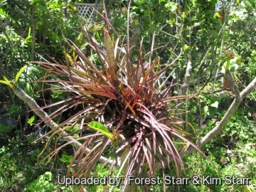 Tillandsia lindenii