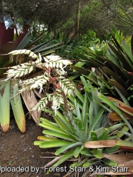 Vriesea glaziouana