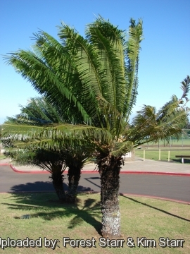 Cycas circinalis